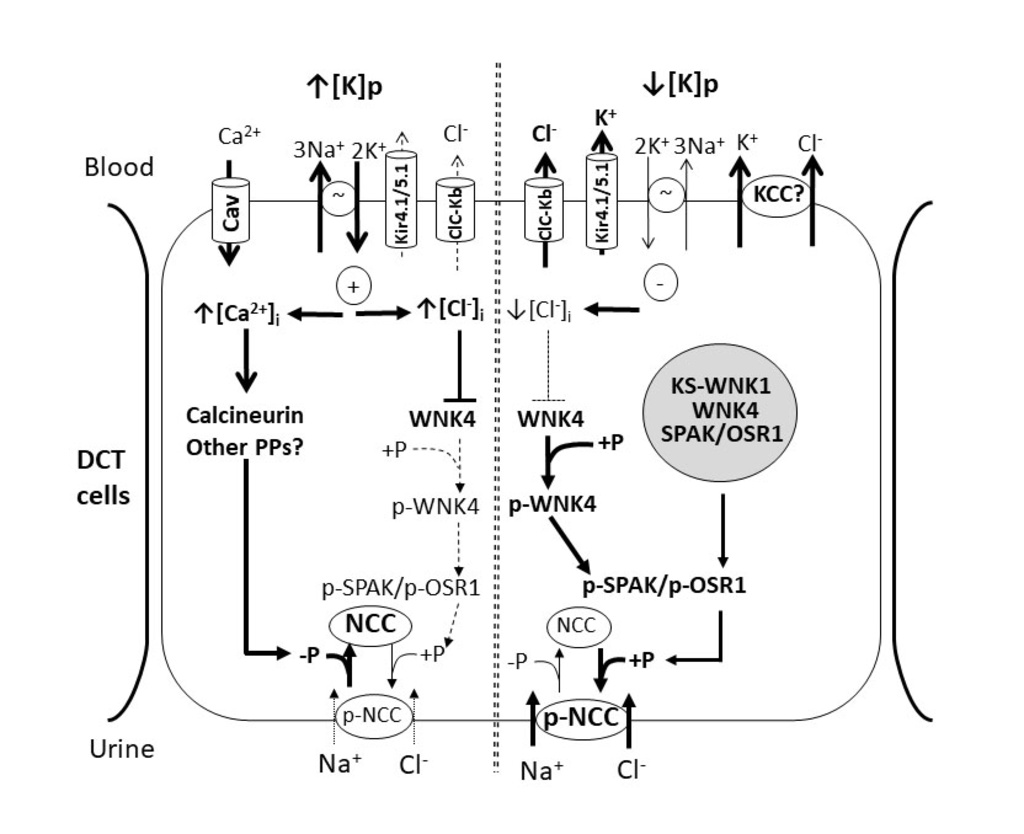 chloride sensing regulation of NCC by serum K